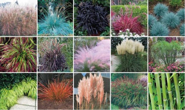 Trawy ozdobne w ogrodzie