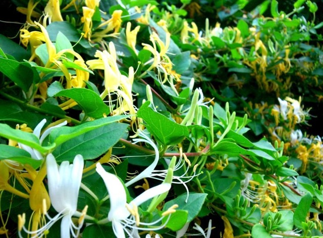 Pachnący, kolorowy wiciokrzew