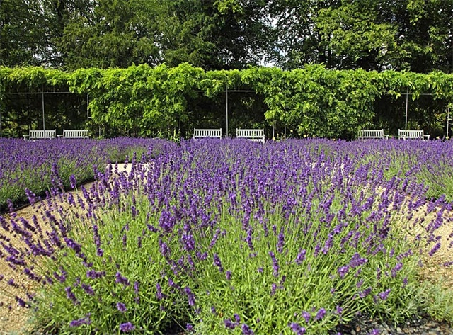 Lawenda w ogrodzie