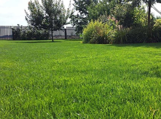 Zakładanie trawnika