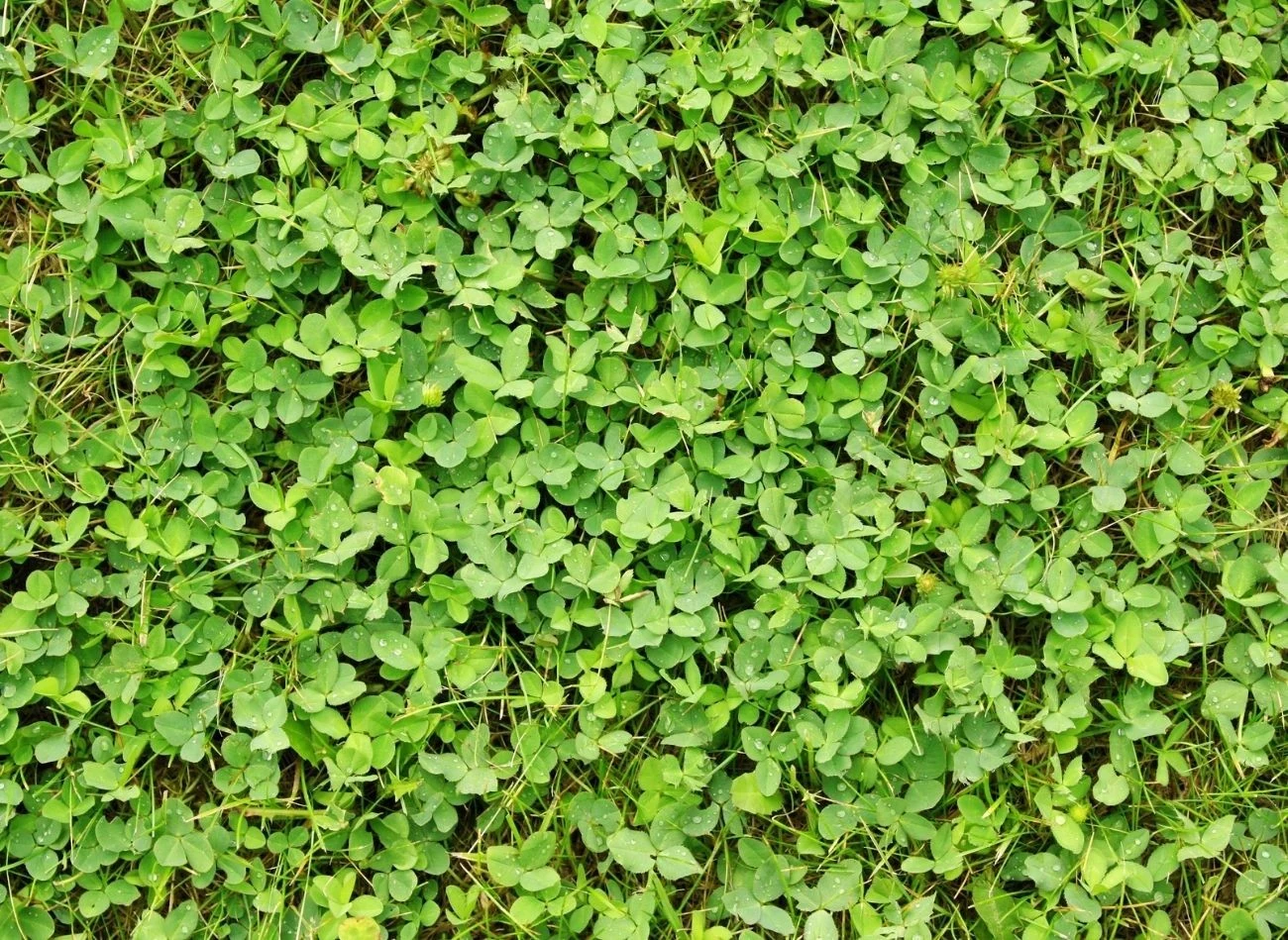 Trawnik z mikrokoniczyną – naturalnie zielony, odporny i bardziej przyjazny dla ogrodu